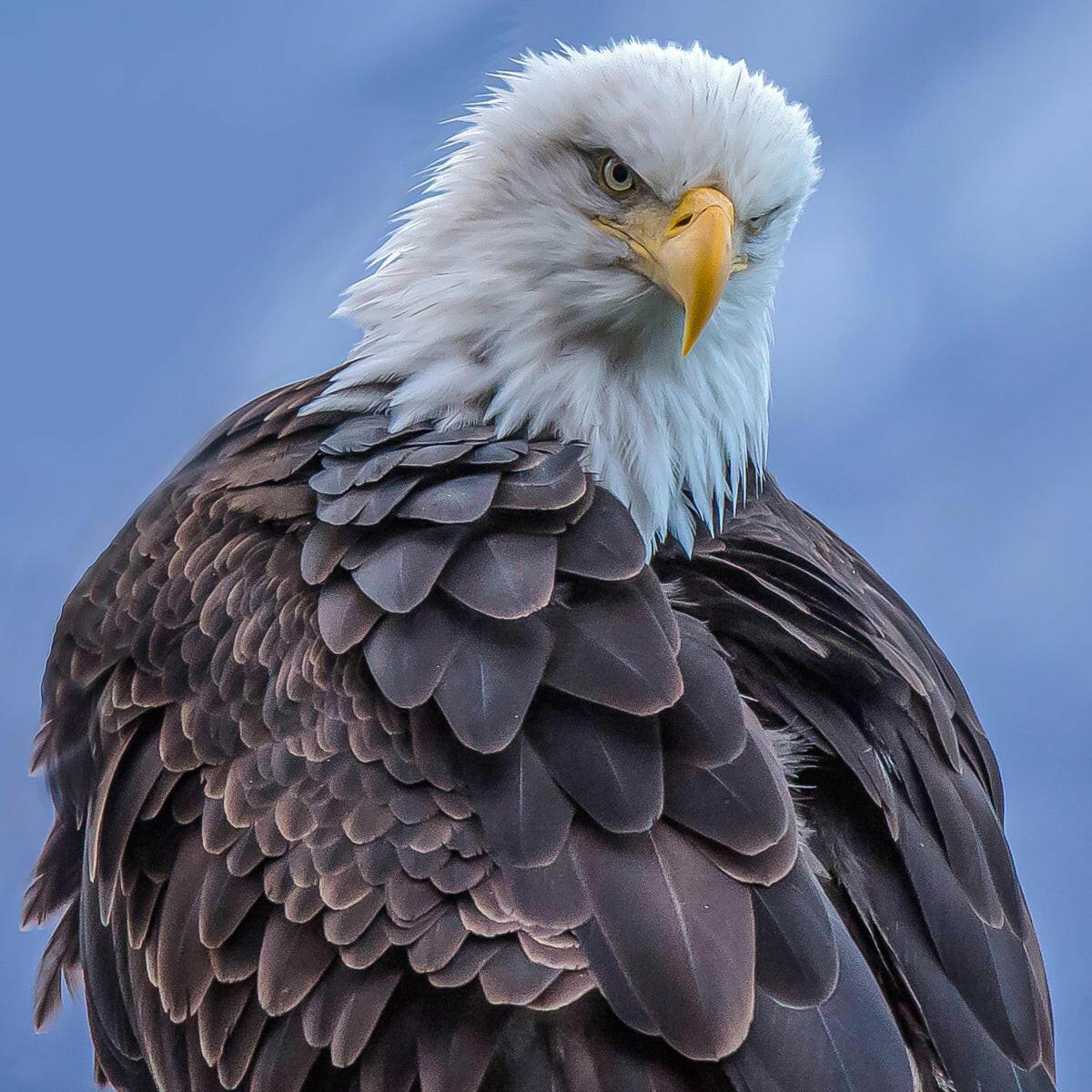 Bald Eagles Birds Nature